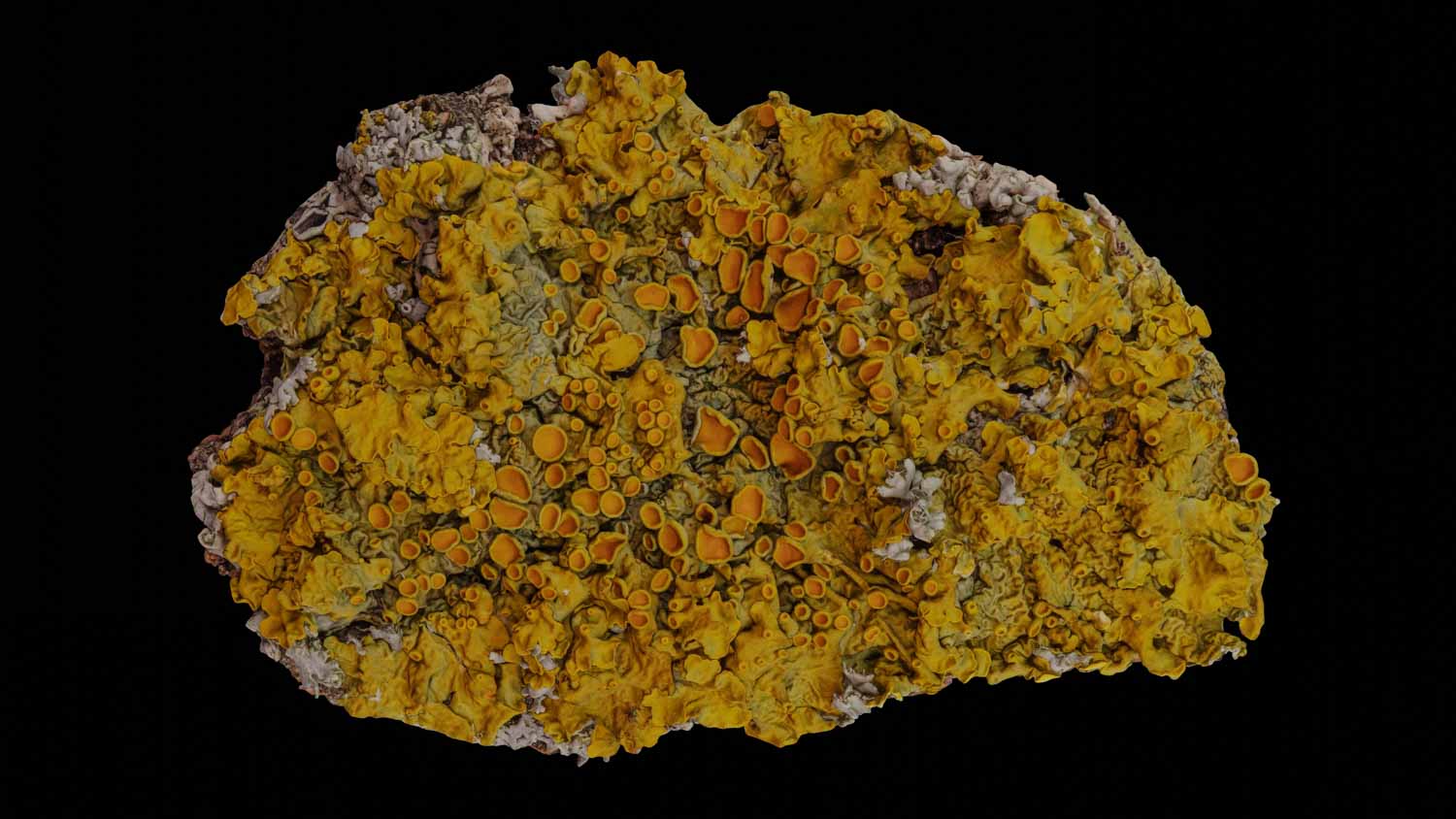 Xanthoria parietina